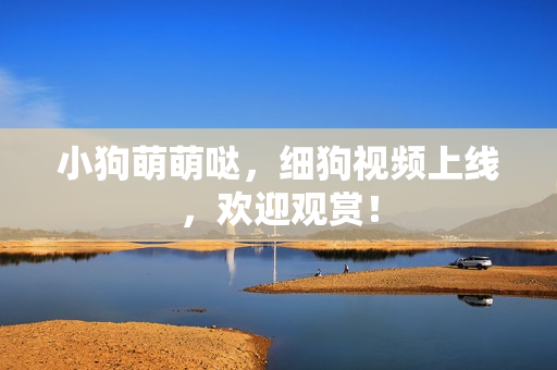 小狗萌萌哒，细狗视频上线，欢迎观赏！